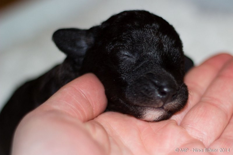 2014-02-09 Welpen Svet & Ruby-1620.jpg - Day 7